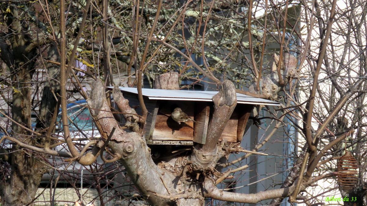 des moineaux au jardin