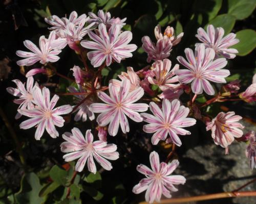 Fleurs cultivées : Lewisia