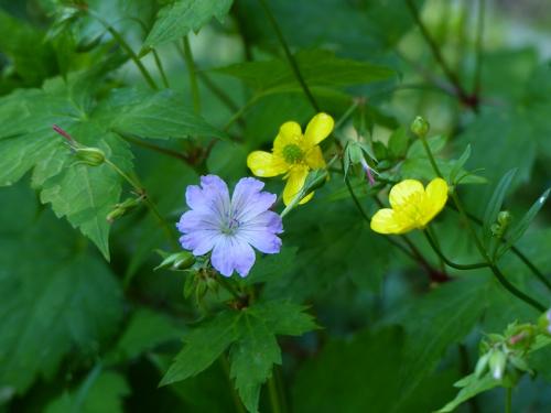 Fleurs du Champsaur (2)