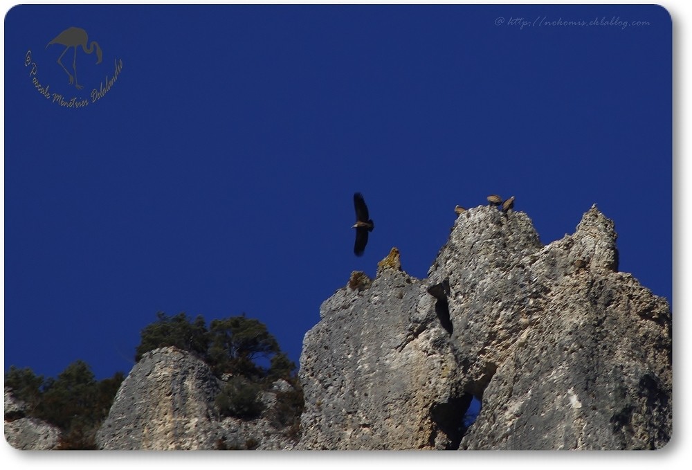 Vols de vautours (Gorges de la Jonte)...