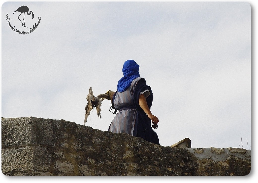 Faucon Pélerin (Vol libre - Provins)
