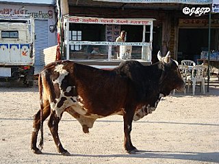 Dsc03751marq