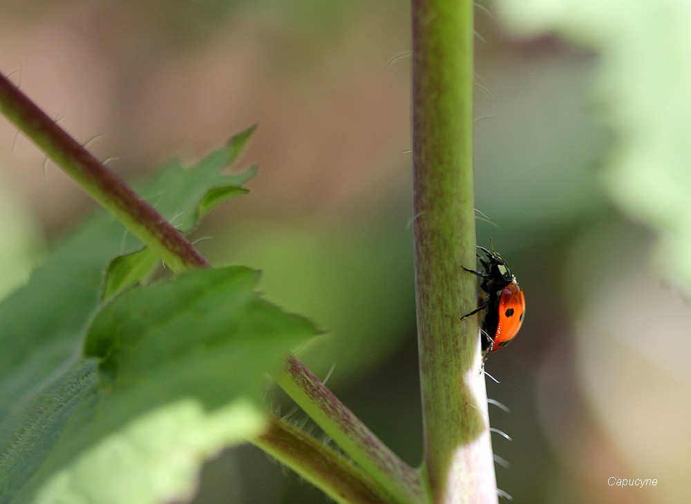 "Pas un temps de coccinelle !"