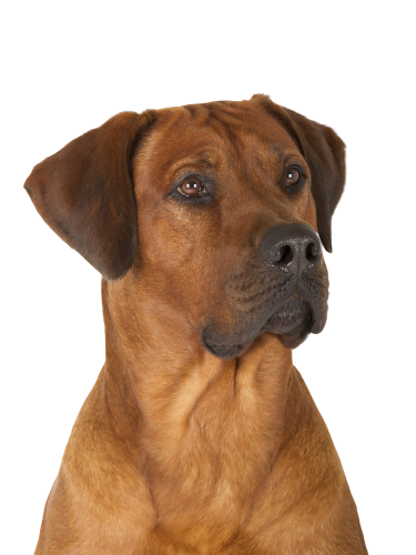 www.dogbible.com