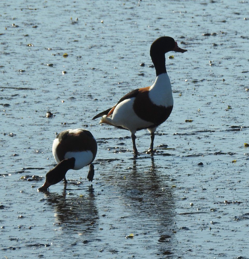 Tadornes de belon - décembre 2023...