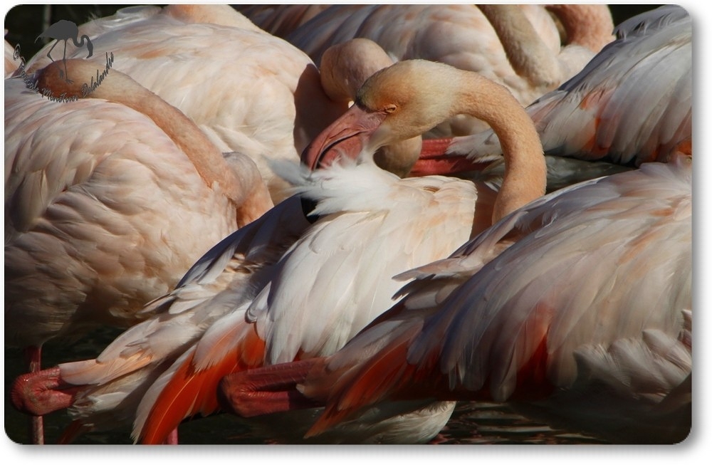 Flamants roses...
