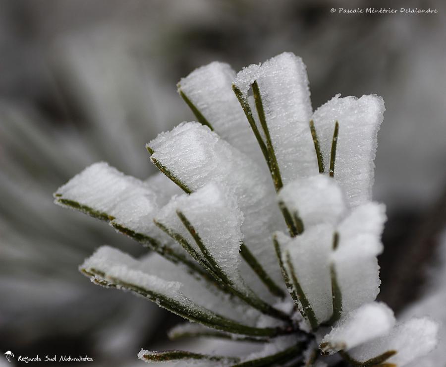 Quand le vent et la neige jouent ensemble...