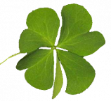 "Le trèfle" à la St Patrick ! ...