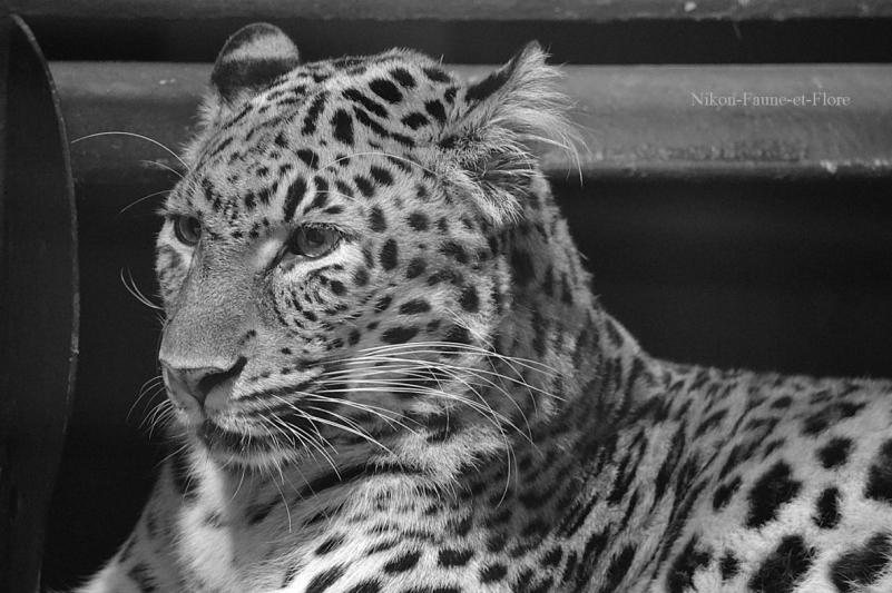Ménagerie du Jardin des Plantes : Karu, mâle panthère des neiges