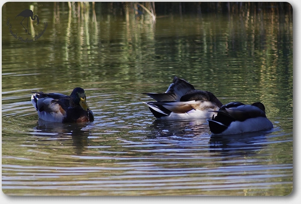 Canards Colverts...