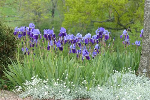 Iris :