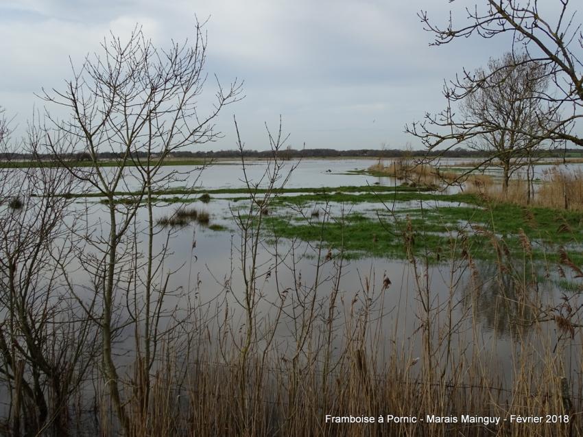 Pornic, Marais Mainguy - Février 2018