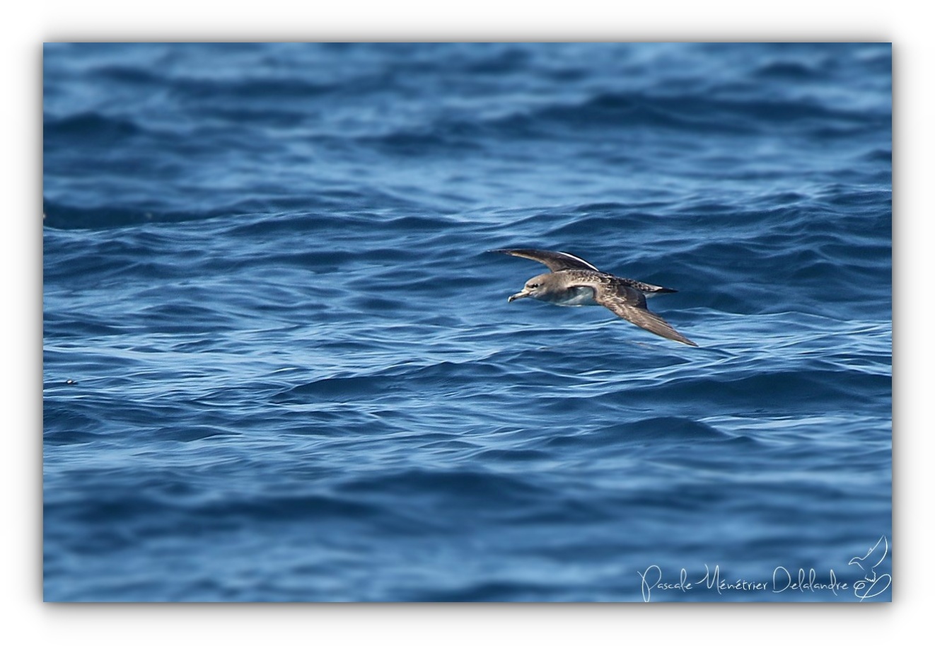 En mer, de belles rencontres...