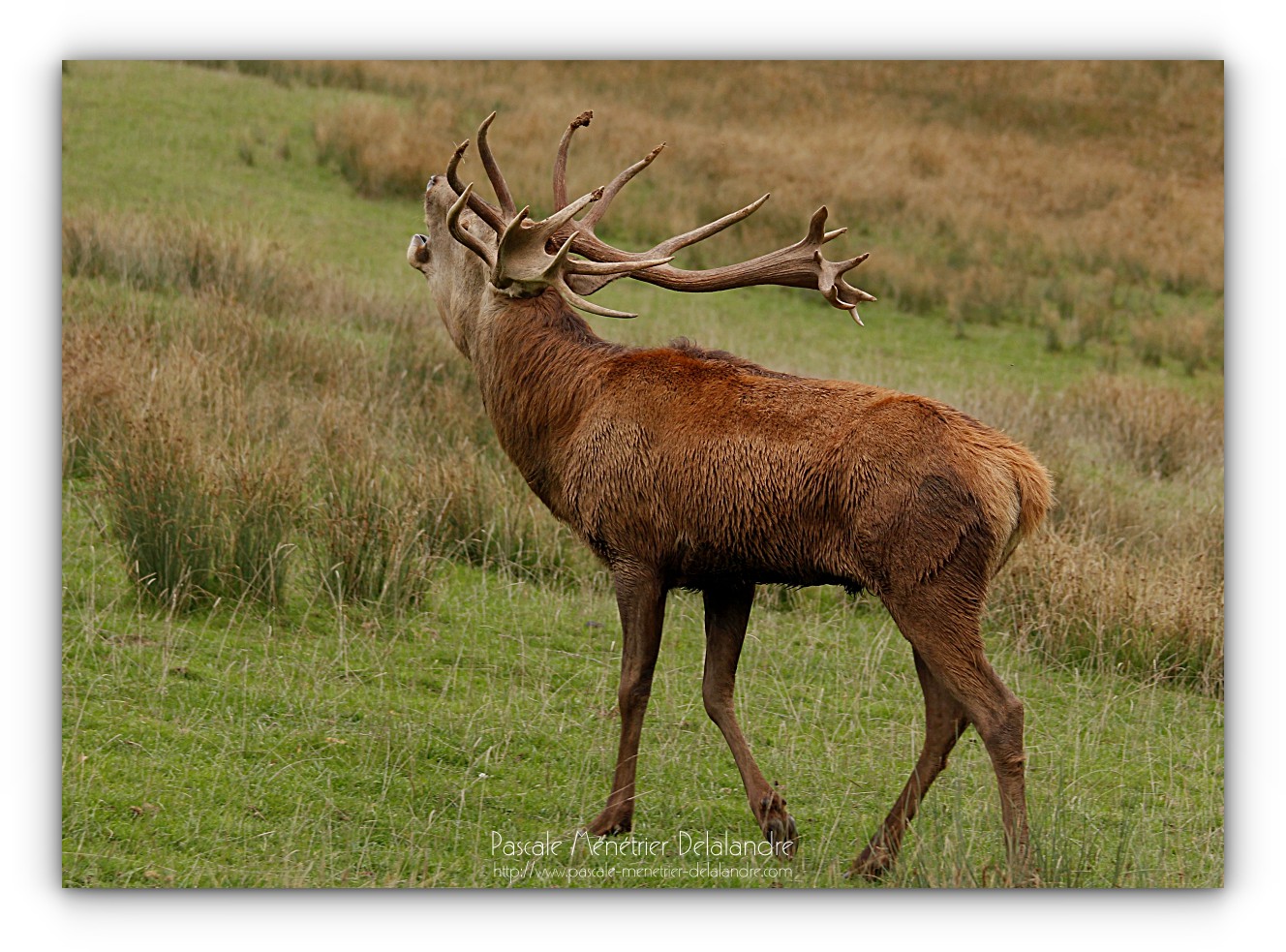 Avec l'Automne, le brame du Cerf...