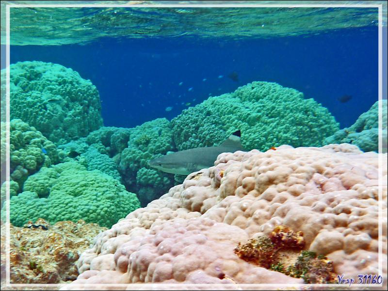 Chasse au requin pointes noires - Atoll de Fakarava - Tuamotu - Polynésie française