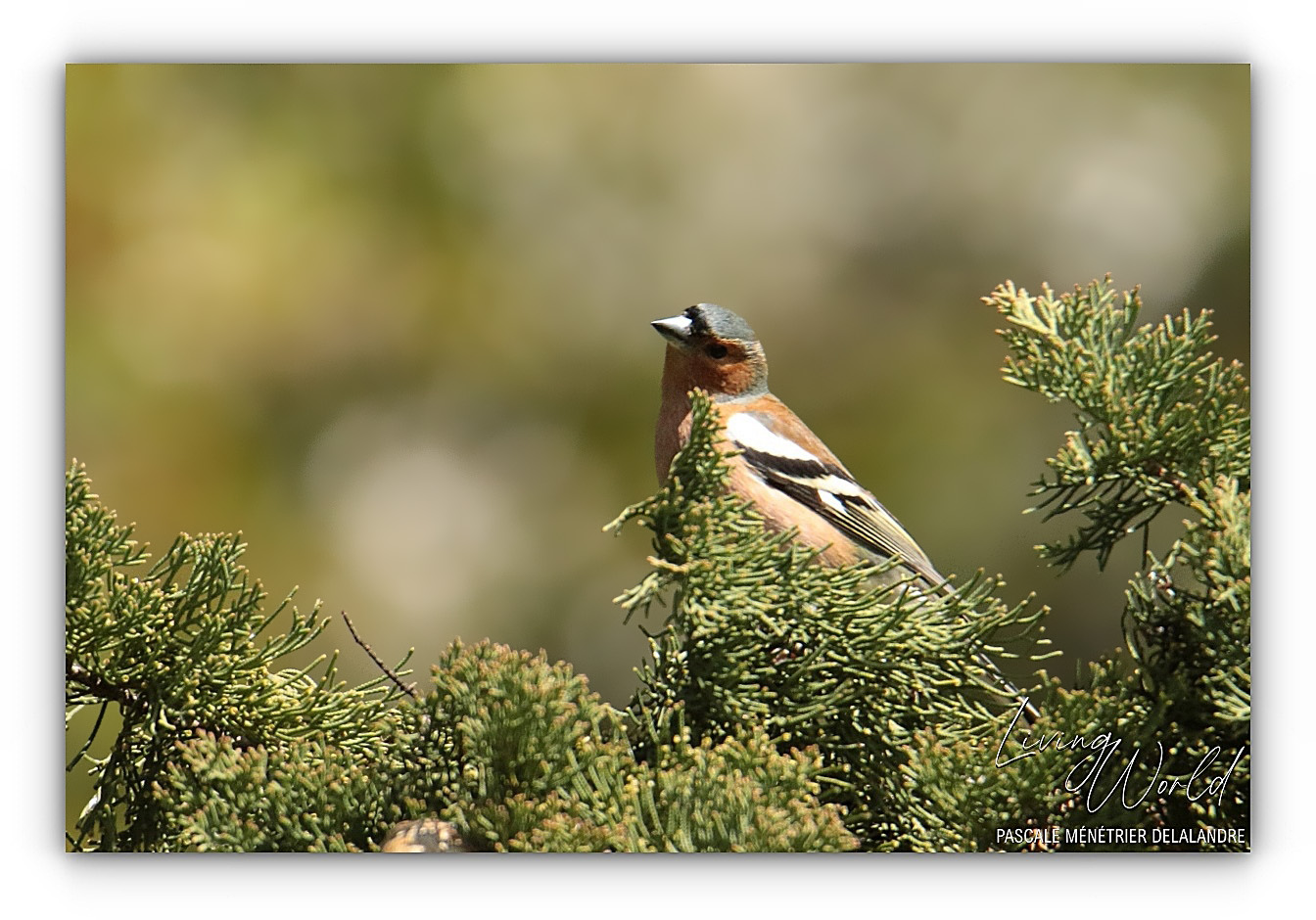 Pinson des arbres ♂