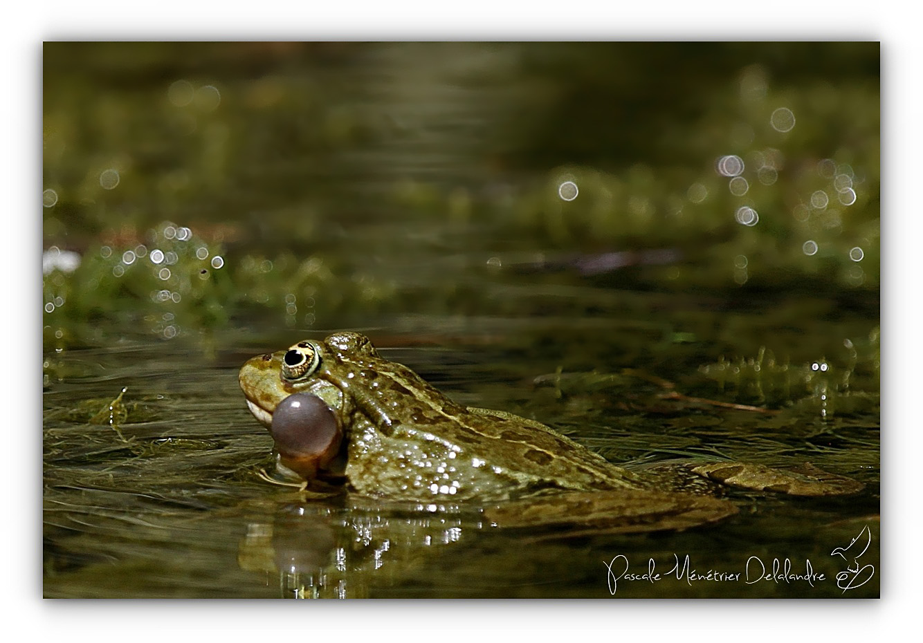 Les rieuses des mares...