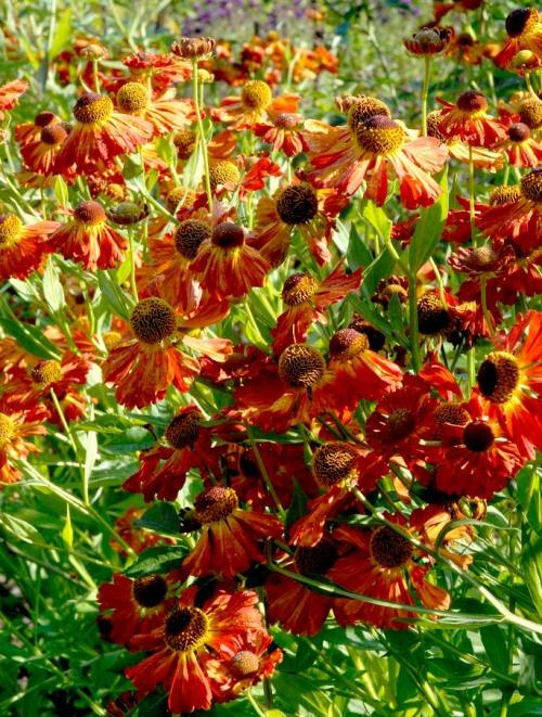 Fleurs cultivées : Hélénie