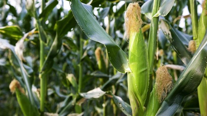 Légumes du mois de Juillet