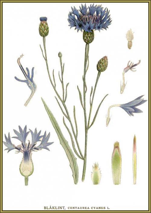 Fleurs cultivées : Bleuet