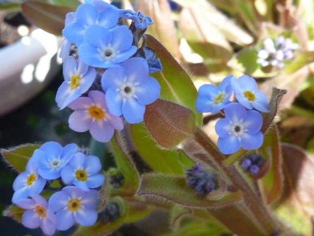 Motif printanier "le myosotis" ...