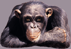 La Ronde Des Animaux.