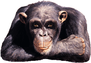 La Ronde Des Animaux.