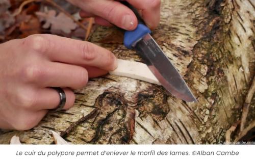 ''Cuir'' du Polypore du bouleau pour aiguiser les couteaux.jpg