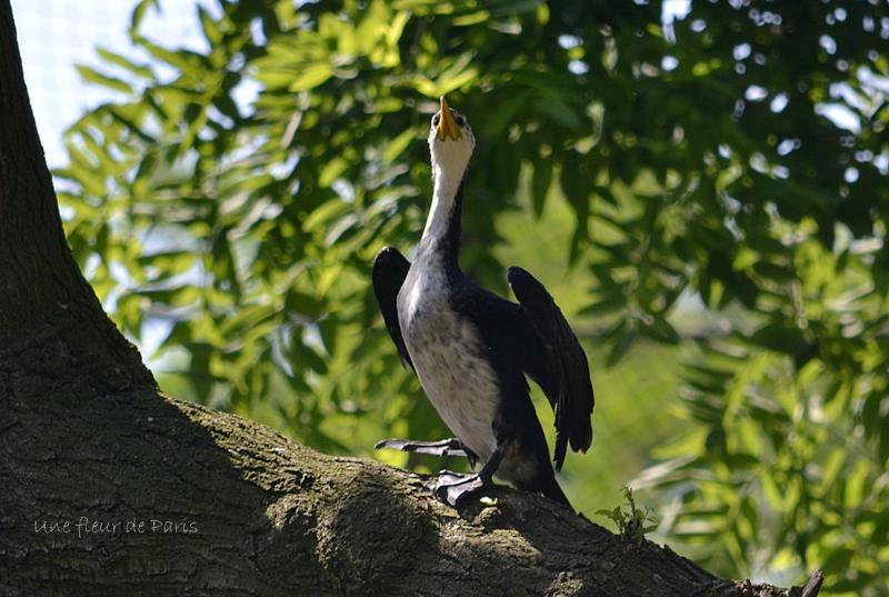 Spécial les 220 ans de la Ménagerie du Jardin des Plantes : Le Cormoran Pie