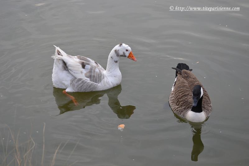 Lac Daumesnil, Paris 12ème : Oie Bernache du Canada et Oie blanche hybride
