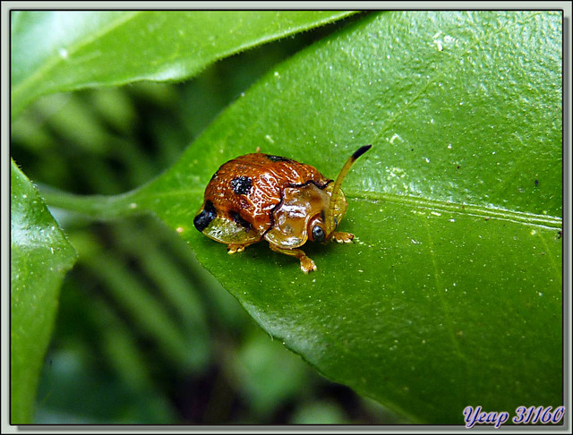 Blog de images-du-pays-des-ours : Images du Pays des Ours (et d'ailleurs ...), Un minuscule coléoptère me regarde d'un sale œil - Parc National de Chitwan - Teraï - Népal