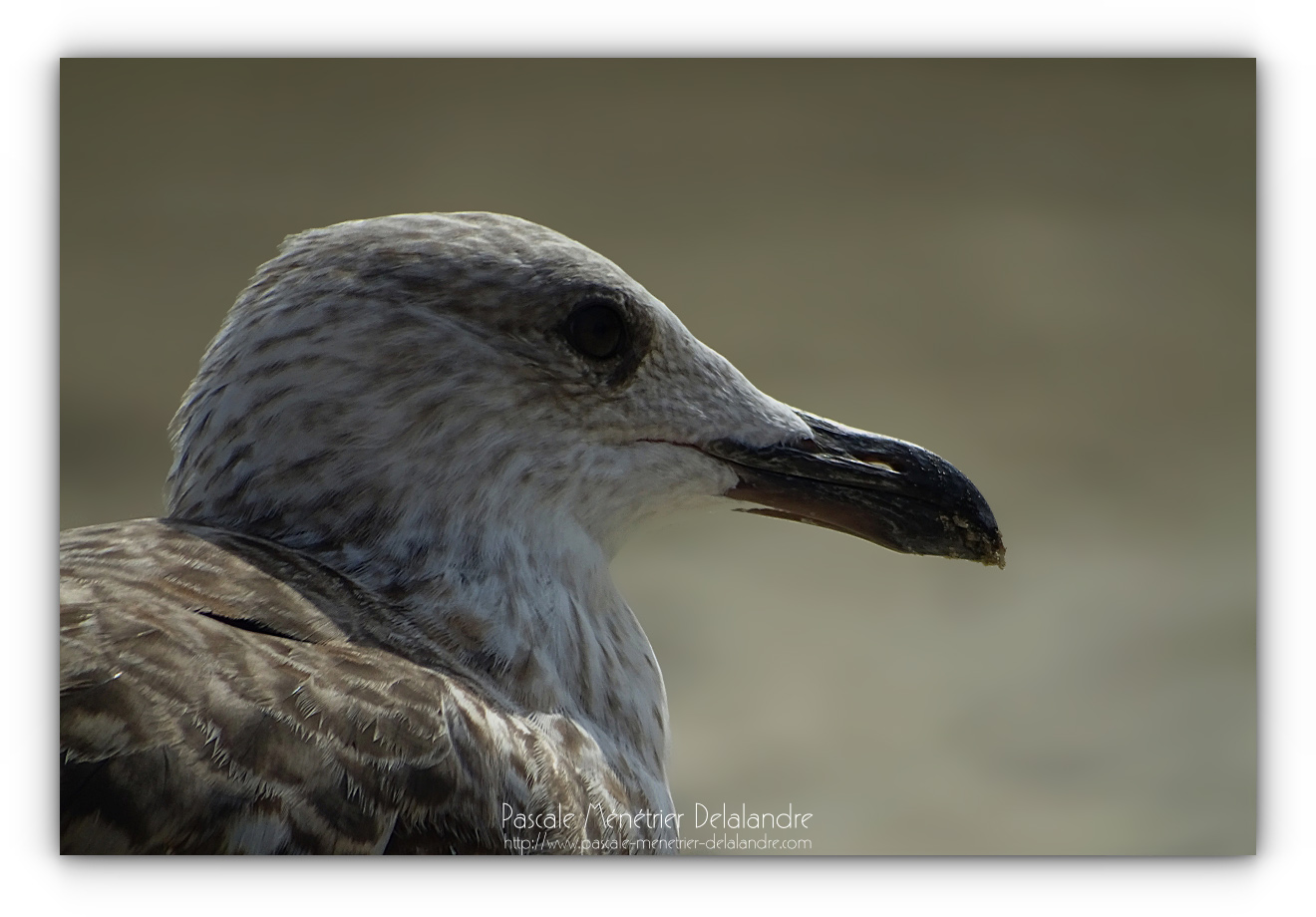 Goélands leucophées adultes et juvéniles (avec Compact Canon Powershot SX730 HS)