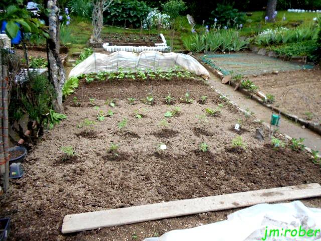 jardinage en Mai , 15,16 et 17 jours Fruits alors on plante......