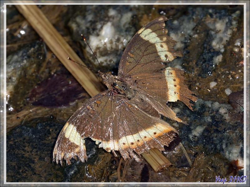 Un papillon qui a beaucoup vécu : Garden inspector (Precis archesia) - Victoria Falls - Zimbabwe