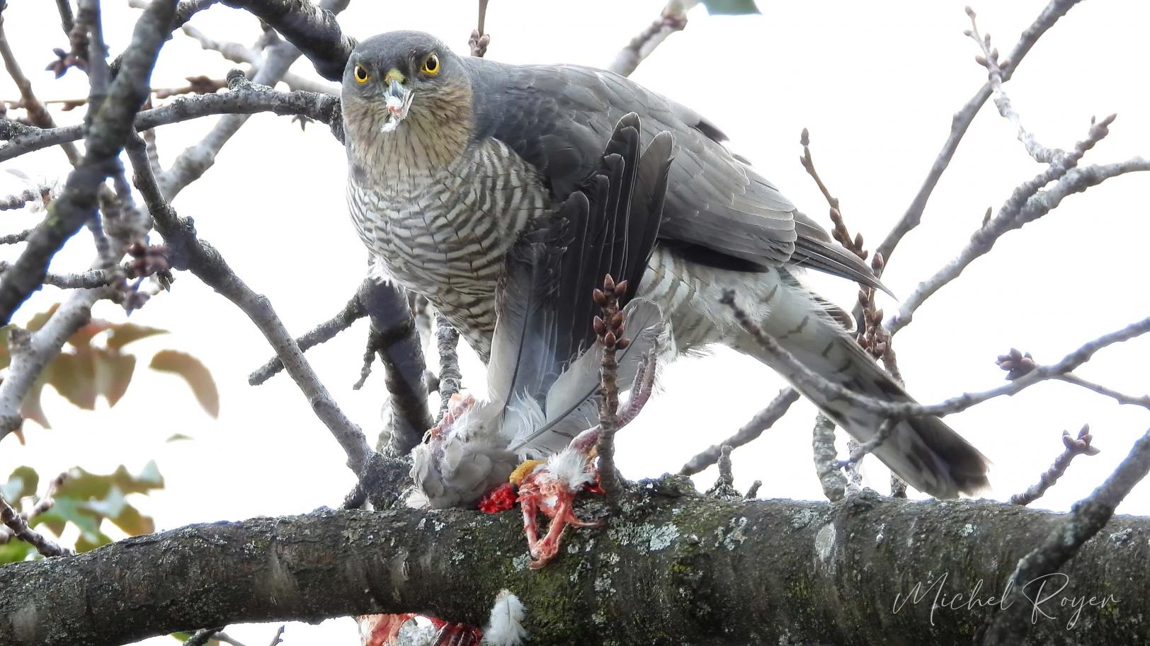 Épervier d'Europe ( Accipiter nisus)