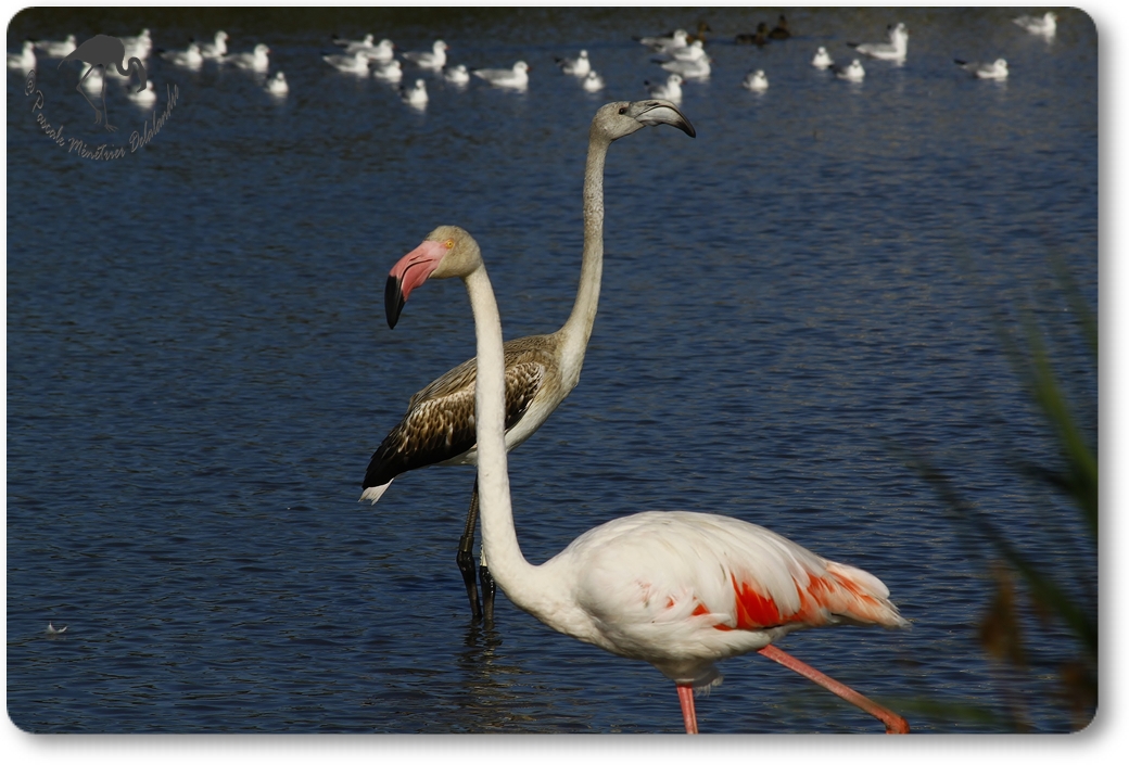 Flamants roses, adulte et juvénile...