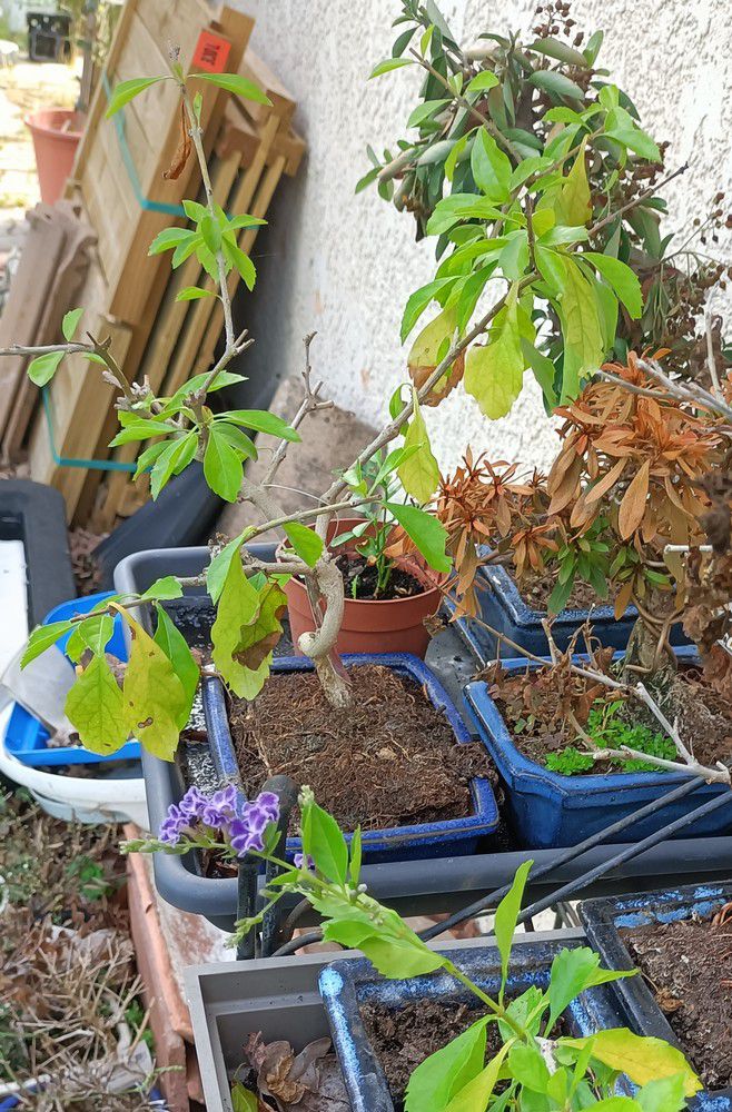 Le bonsaï initial et sa bouture