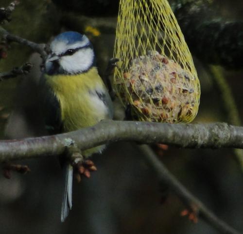 -Oiseaux de mon jardin