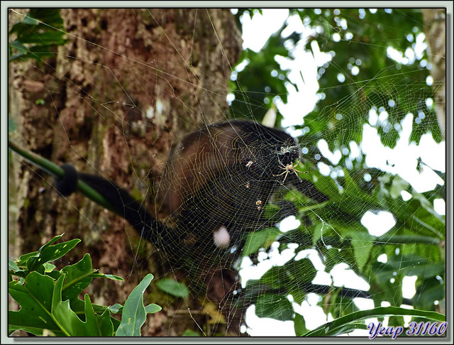 Blog de images-du-pays-des-ours : Images du Pays des Ours (et d'ailleurs ...), Pris au piège? - Playa Cocles - Parc National de Cahuita - Puerto Viejo de Talamanca - Costa Rica