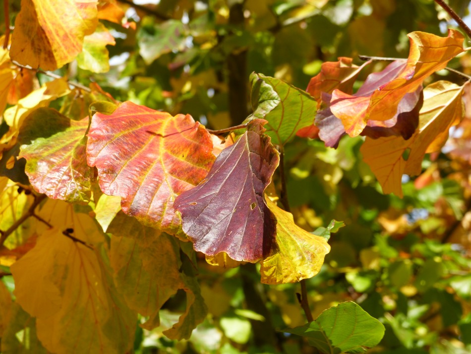 HAAAAAAA ... lloween ! 