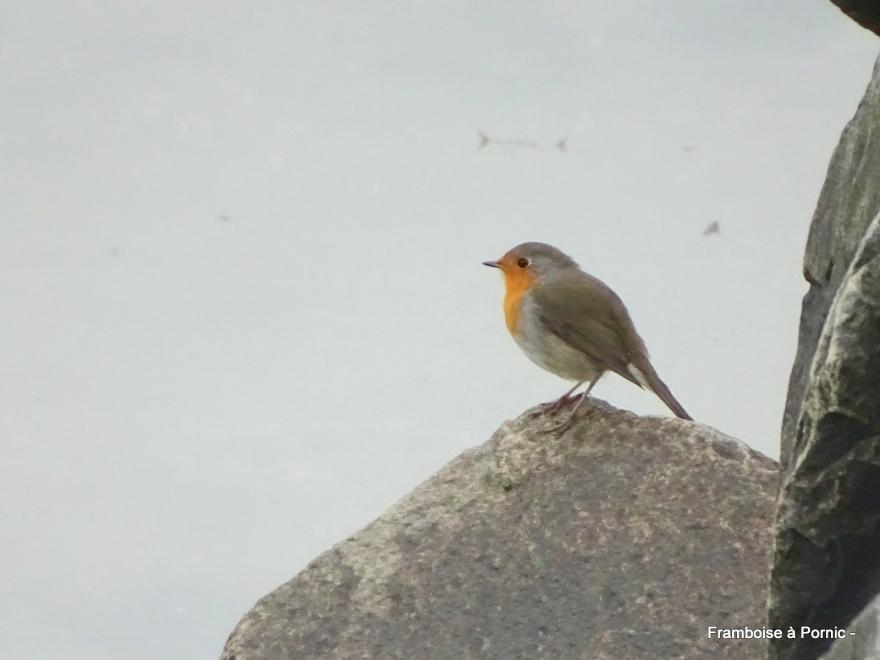 Echouage de Vélelles et Oiseaux de la Tara 