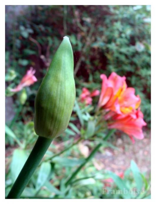 Agapanthes du jardin 