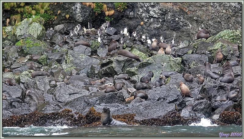 Cohabitation entre les Otaries à fourrure et Gorfous de Moseley - Gough Island - Tristan da Cunha