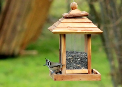 Une nouvelle et jolie visiteuse de mon jardin...