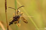 Sesiidae