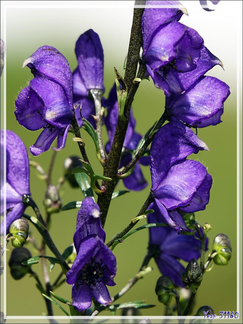 Aconit napel, Casque-de-Jupiter, Aconit tue-loup bleu (Aconitum napellus subsp. napellus) - Port de Balès - 31 / 65