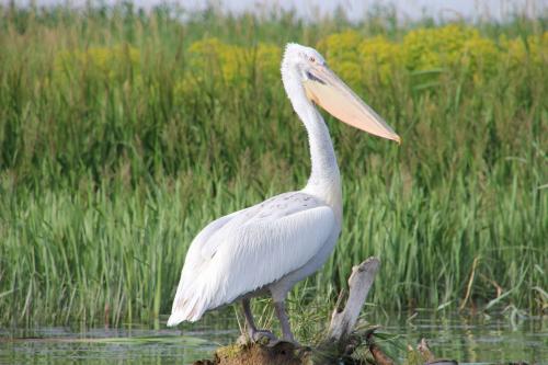 Dans le delta du Danube, 4 : les pélicans