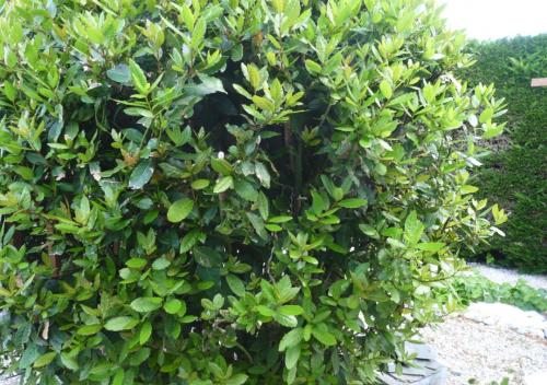 Petit merle tombé du nid.