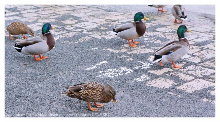 Canards COLVERT