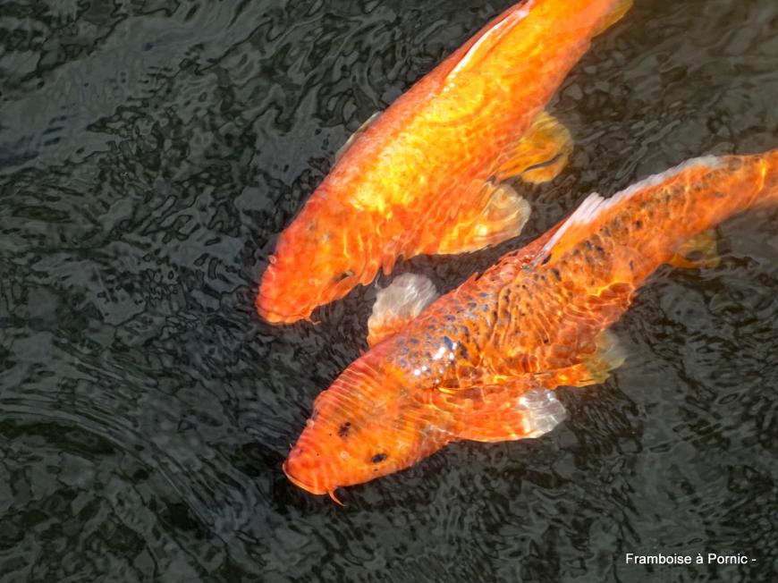 Expo photos Outdoor ria de Pornic - 2019